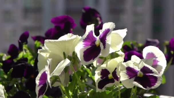 Viola Bianco Viole Del Pensiero Ondeggiano Nel Vento Sfondo Giardino — Video Stock