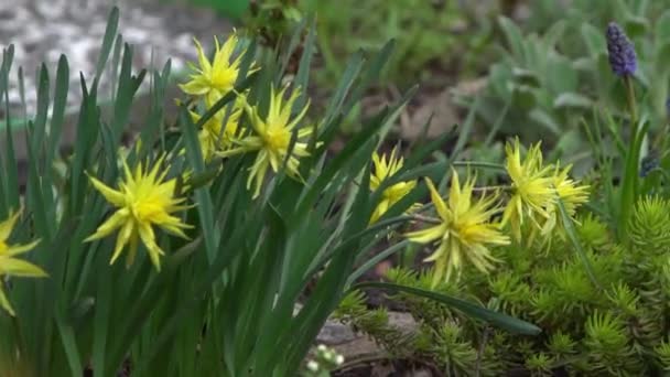 Gele Bloemen Narcissen Een Bloembed Tuin Bloeiende Bloem Zwaait Wind — Stockvideo