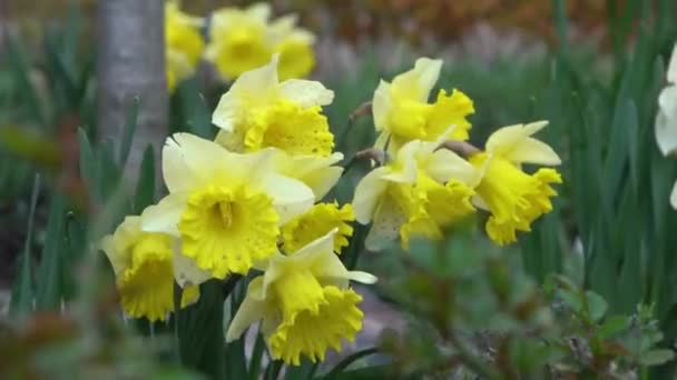 Gula Blommor Påskliljor Rabatt Trädgården Den Blommande Blomman Svajar Vinden — Stockvideo