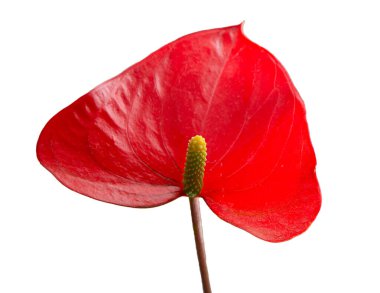 Beyaz arka planda bulunan Anthurium. Sarı merkezli kırmızı ev çiçeği. Kalp şeklinde bir çiçek gibi. Anthurium andraeanum Araceae veya Arum misafirperverliği simgeler. Kırmızı flamingo anthurium