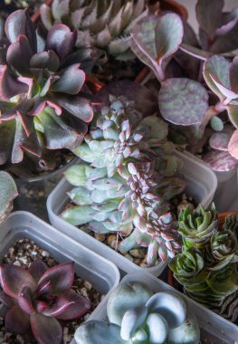 Farklı karışımlardan oluşan sulu bir üst görünüm. Bahçıvanlık. Haworthia ve Aloe, Crassula Sedum, Echeveria Kalanchoe. Mini çiçek yetiştir. Kaktüs evi yeşil sulu. Çiçekler arka plan Bitki tropikal dokusu