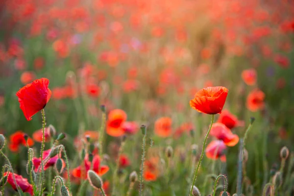 Haşhaş Tarlası Seçici Odak Noktası Doğal Yaz Çiçekleri Canlı Kırmızı — Stok fotoğraf