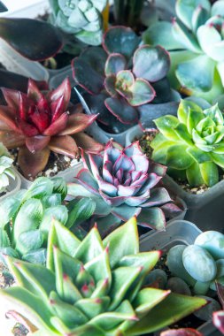 Farklı karışımlardan oluşan sulu bir üst görünüm. Bahçıvanlık. Haworthia ve Aloe, Crassula Sedum, Echeveria Kalanchoe. Mini çiçek yetiştir. Kaktüs evi yeşil sulu. Çiçekler arka plan Bitki tropikal dokusu