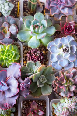 Farklı karışımlardan oluşan sulu bir üst görünüm. Bahçıvanlık. Haworthia ve Aloe, Crassula Sedum, Echeveria Kalanchoe. Mini çiçek yetiştir. Kaktüs evi yeşil sulu. Çiçekler arka plan Bitki tropikal dokusu