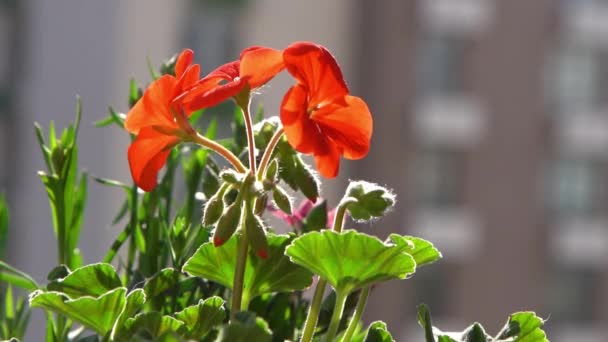 Czerwony Kwiat Pelargonium Kołysze Się Wietrze Tło Ogrodowe Hodować Geranium — Wideo stockowe