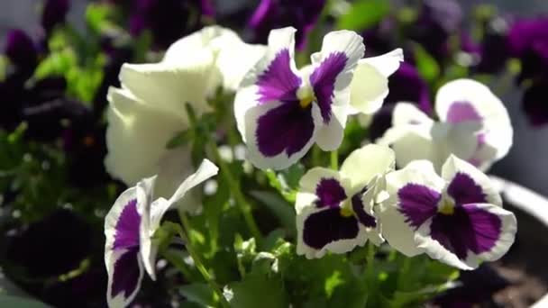 白い紫色のパンジーが風に揺れる 庭の背景 バルコニーの鍋でパンジーヴィオラの花を育てます 晴れた日の自然 — ストック動画