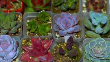 Farklı karışımlardan oluşan sulu bir üst görünüm. Bahçıvanlık. Haworthia Aloe, Crassula Sedum, Echeveria Kalanchoe. Mini çiçek yetiştir. Kaktüs evi yeşil sulu. Çiçek arka planı. Tropik bitki koleksiyonu