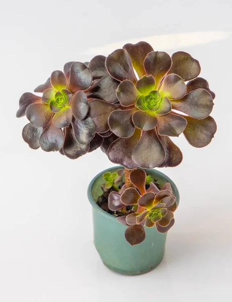 Aeonium Succulents Isolés Sur Fond Blanc Plantez Dans Pot Floriculture — Photo