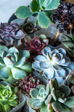 Farklı karışımlardan oluşan sulu bir üst görünüm. Bahçıvanlık. Haworthia ve Aloe, Crassula Sedum, Echeveria Kalanchoe. Mini çiçek yetiştir. Kaktüs evi yeşil sulu. Çiçekler arka plan Bitki tropikal dokusu