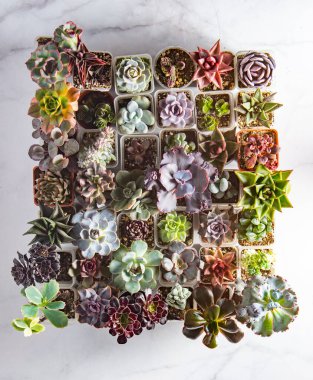 Farklı karışımlardan oluşan sulu bir üst görünüm. Bahçıvanlık. Haworthia ve Aloe, Crassula Sedum, Echeveria Kalanchoe. Mini çiçek yetiştir. Kaktüs evi yeşil sulu. Çiçekler arka plan Bitki tropikal dokusu