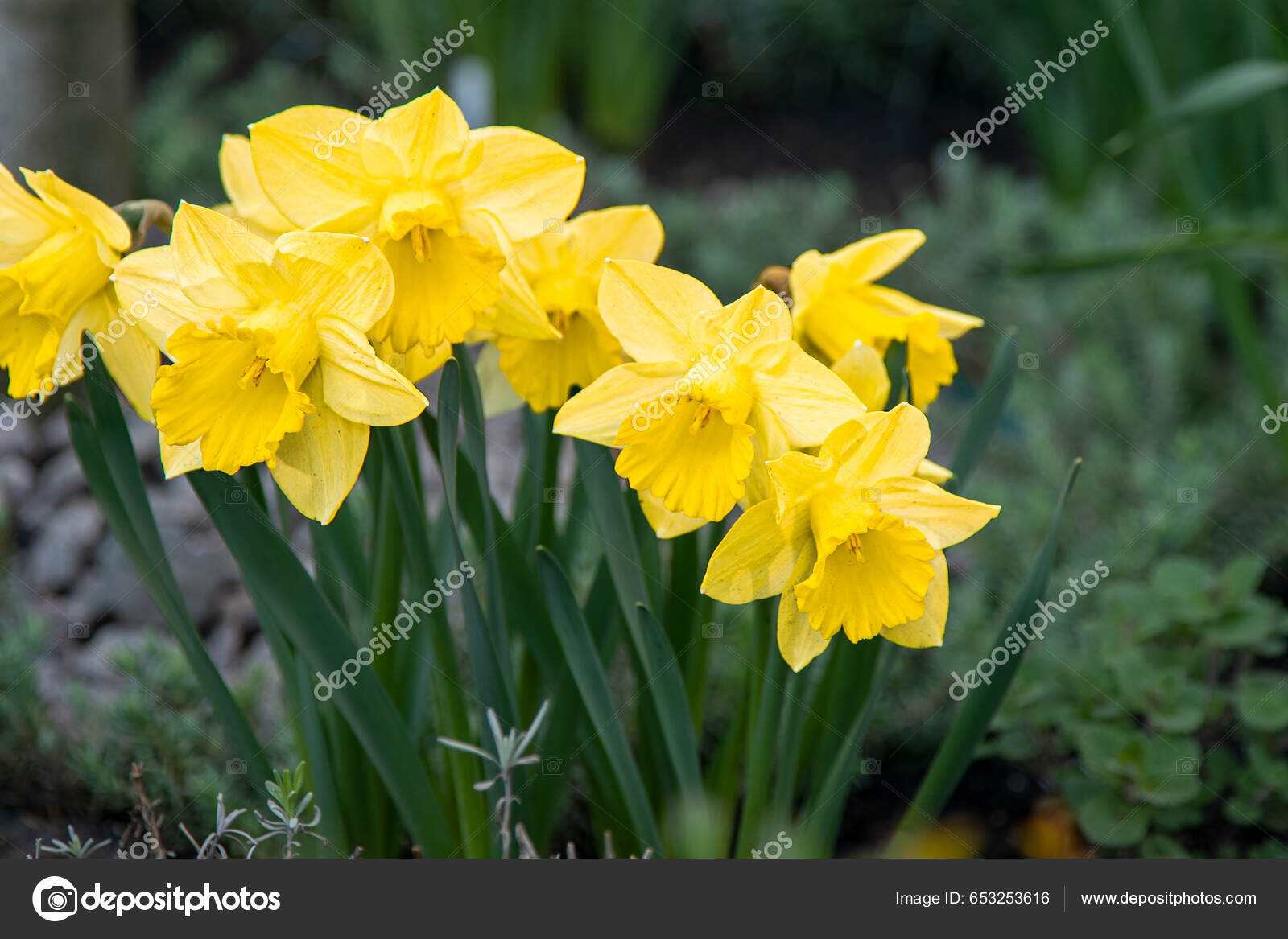 fondos de flores de primavera amarillas