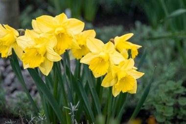 Yellow flowers daffodils in a flower bed. Spring flower Narcissus. Beautiful bush in the garden. Nature background. Spring flowering bulb Daffodil plants. Flowerbed gardening clipart