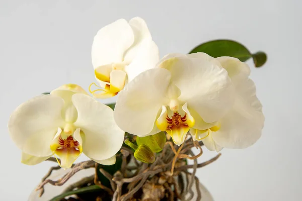 Orkideer Hvite Gule Flerfargede Knopper Orkideen Phalaenopsis Knopp Blomstergren Skjør – stockfoto
