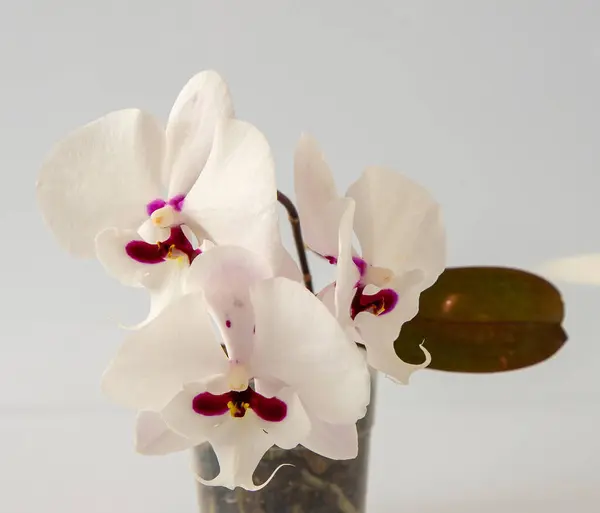 Orquídeas Branco Rosa Botões Multicoloridos Fundo Orquídea Phalaenopsis Bud Ramo — Fotografia de Stock
