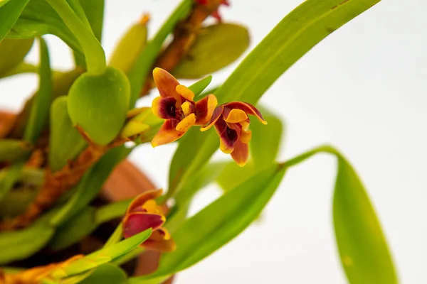 stock image Maxillaria Variabilis Red orange yellow flower buds. Phalaenopsis flowering of a rare of orchids. White background. Big flowers pot garden cattleya orchidaceae family.