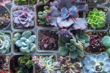 Farklı karışımlardan oluşan sulu bir üst görünüm. Bahçıvanlık. Haworthia ve Aloe, Crassula Sedum, Echeveria Kalanchoe. Mini çiçek yetiştir. Kaktüs evi yeşil sulu. Çiçekler arka plan Bitki tropikal dokusu