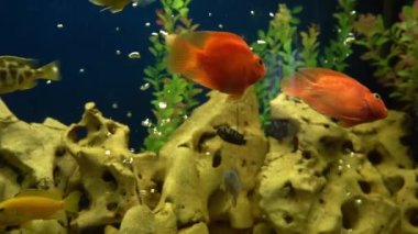 Akvaryumdaki renkli balıklar. Evcil balıklar yüzer. Evcil hayvan. Evdeki sualtı dünyası.