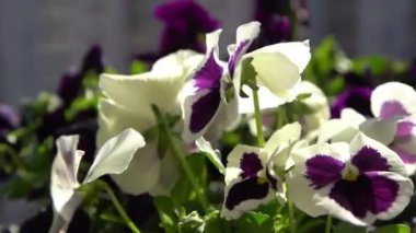 Beyaz mor ibneler rüzgarda sallanıyor. Bahçe arka planı. Balkonda bir saksıda nonoş Viola çiçeği yetiştir. Bahar geldi. Güneşli bir gün. Bahçıvanlık.