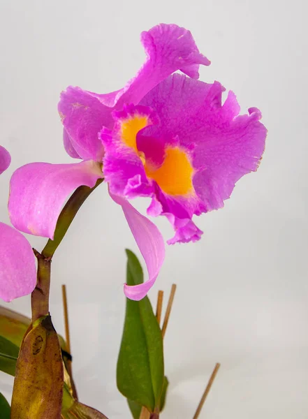 Orchidea Cattleya Blc Trium Phal Koronacja Seto Kwiat Domowy Duże — Zdjęcie stockowe