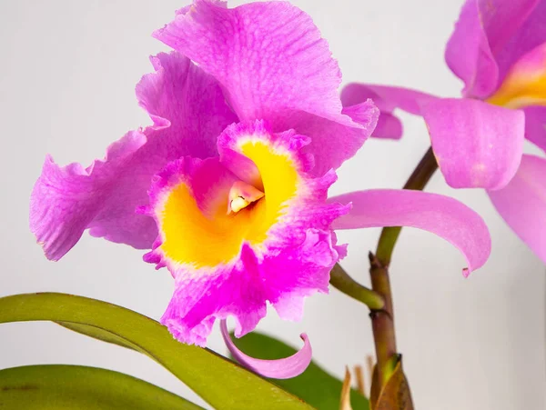 Orchidée Cattleya Blc Trium Phal Coronation Seto Maison Fleur Grands — Photo
