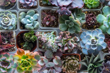 Farklı karışımlardan oluşan sulu bir üst görünüm. Bahçıvanlık. Haworthia ve Aloe, Crassula Sedum, Echeveria Kalanchoe. Mini çiçek yetiştir. Kaktüs evi yeşil sulu. Çiçekler arka plan Bitki tropikal dokusu