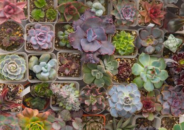 Farklı karışımlardan oluşan sulu bir üst görünüm. Bahçıvanlık. Haworthia ve Aloe, Crassula Sedum, Echeveria Kalanchoe. Mini çiçek yetiştir. Kaktüs evi yeşil sulu. Çiçekler arka plan Bitki tropikal dokusu