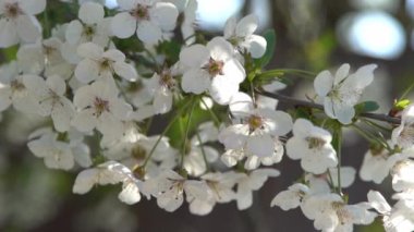 Beyaz kiraz çiçekleri rüzgarda sallanıyor. Bahar çiçekli meyve ağacı bahçesi. Çiçek doğal bir geçmişi var. Gün ışığında narin çiçekler. Bulanık bokeh doğa. Çiçek tomurcuğu Yaprak yakın çekim. Estetik