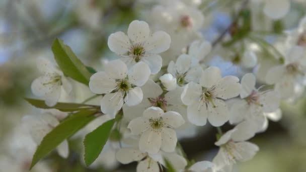 Λευκά Άνθη Κερασιάς Λικνίζονται Στον Άνεμο Ανοιξιάτικος Κήπος Φρούτα Floral — Αρχείο Βίντεο
