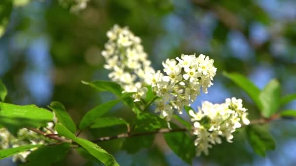 Las Flores Cerezo Pájaro Blanco Balancean Viento Jardín Árboles Con — Vídeo de stock
