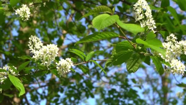 Las Flores Cerezo Pájaro Blanco Balancean Viento Jardín Árboles Con — Vídeo de stock