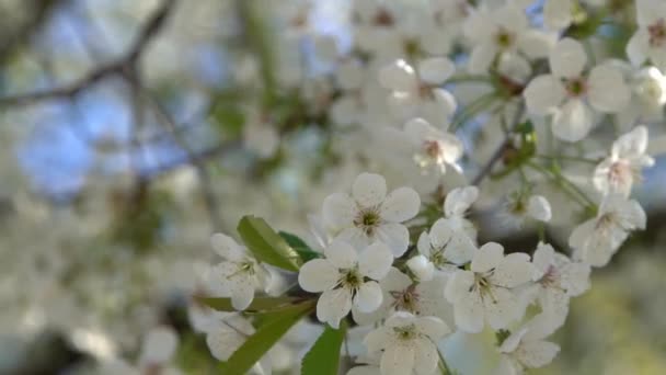 Beyaz Kiraz Çiçekleri Rüzgarda Sallanıyor Bahar Çiçekli Meyve Ağacı Bahçesi — Stok video