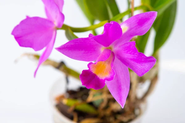 Fiore Domestico Del Cattleya Del Orchid Grandi Cime Viola Rosa — Foto Stock