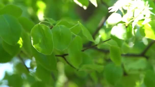Hojas Verdes Manzano Blanco Florece Viento Jardín Flores Primavera Fondo — Vídeos de Stock