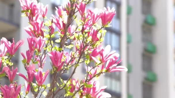 Magnolia Floreciente Primavera Flores Rosadas Árbol Fondo Floral Rama Flores — Vídeo de stock