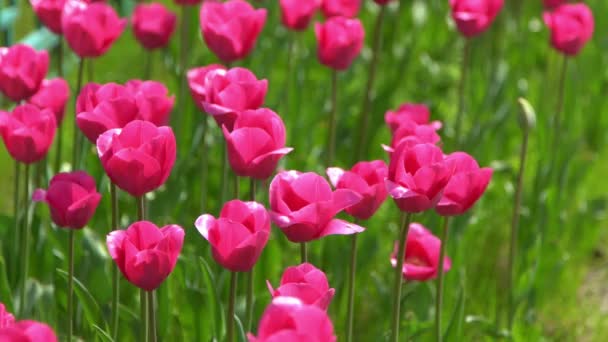 Tulipani Rosa Fioriscono Primavera Sfocatura Bokeh Natura Fiore Tulipano Sfondo — Video Stock