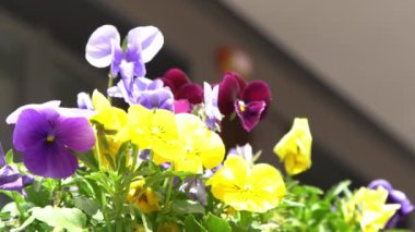 Sarı mor ibneler rüzgarda sallanıyor. Güneşli bir gün. Bahçe arka planı. İbne bir Viola çiçeği yetiştir. Çiçek açan bahar. Bahçıvanlık. Bitki bilimi. Çiçek açan ruh hali. Güzel estetik yaprak bitkisi