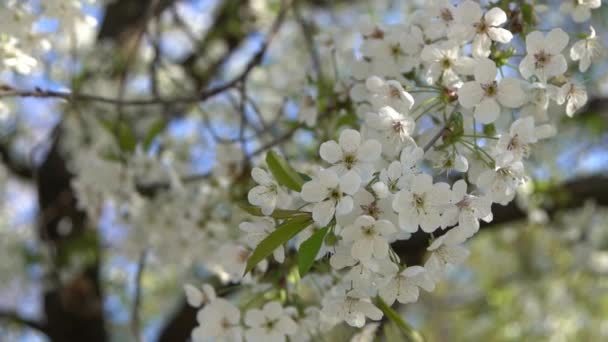 白色的樱花在风中摇曳 春天开花的果树花园 植物的自然背景 明媚的花朵在阳光下绽放 模糊的Bokeh自然 花绽放花蕾叶特写 — 图库视频影像