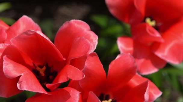 Los Tulipanes Rojos Florecen Primavera Blur Bokeh Naturaleza Flor Tulipán — Vídeo de stock