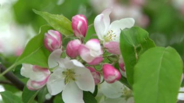 Yeşil yapraklar. Beyaz, pembe elma ağacı rüzgarda sallanıyor. Bahar çiçeği bahçesi. Çiçek doğal bir geçmişi var. Elma ağacı çiçekleri yavaş çekimde. Bulanık bokeh doğa. Çiçek tomurcuğu Yaprak estetiği