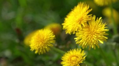 Baharda yeşil bir çayırda sarı çiçekli karahindiba. Rüzgarda karahindiba çiçeği. Doğa geçmişi. Güneş ışığındaki tomurcuklar. Çiçek yaprakları. Botanik güzeli. Çiçek açar. Vahşi tarla bitkisi. Çiçek açan ruh hali