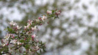 Beyaz, pembe elma ağacı rüzgarda sallanıyor. Bahar çiçeği bahçesi. Çiçek doğal bir geçmişi var. Elma ağacı çiçekleri yavaş çekimde bırakır. Bulanık bokeh doğa. Çiçek tomurcuğu Yaprak estetiği