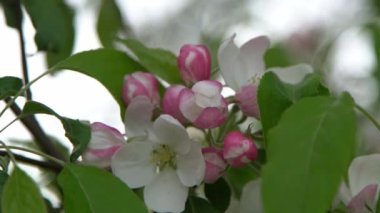 Yeşil yapraklar. Beyaz, pembe elma ağacı rüzgarda sallanıyor. Bahar çiçeği bahçesi. Çiçek doğal bir geçmişi var. Elma ağacı çiçekleri yavaş çekimde. Bulanık bokeh doğa. Çiçek tomurcuğu Yaprak estetiği