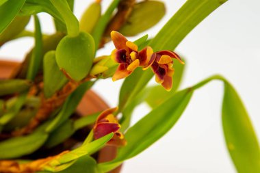 Maxillaria Variabilis kırmızı turuncu çiçek tomurcukları. Nadir bulunan orkidelerin çiçek açtığı falaenopsis. Beyaz arka plan. Büyük çiçek saksısı, sığır bahçesi, orkide ailesi..