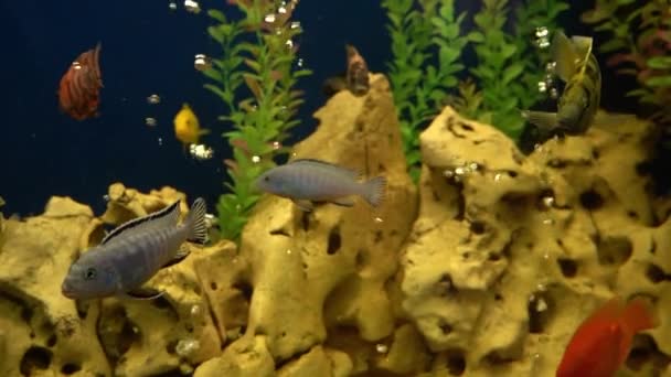 Bunte Fische Aquarium Der Heimische Fisch Schwimmt Ein Haustier Unterwasserwelt — Stockvideo