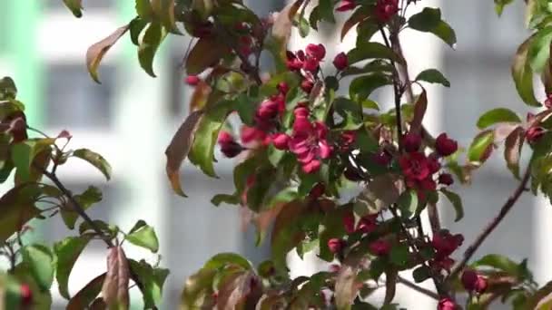 緑の葉 風に赤いピンクの小花が揺れる 春の開花庭 花の自然な背景 リンゴの木の花の動きが遅い ブラーボケの性質 花芽葉の審美的な — ストック動画