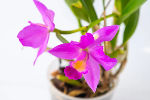 Orchidea Cattleya Kwiat Domowy Duże Różowe Fioletowe Pąki Kwitnienie Rzadkiej — Zdjęcie stockowe