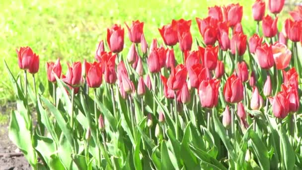 Les Tulipes Rouges Fleurissent Printemps Flou Bokeh Nature Fleurs Tulipes — Video