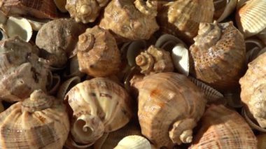 Kumsalda deniz kabukları. Yaz dönemi. Rapan deniz kabuğu kabuğu üst görünümü. Bej açık renk. Estetik minimalizm. Doğa güzelliği. Çok renkli deniz kabuklarının karışımı. Okyanus kıyısında. Deniz kabuğu güneş ışığı