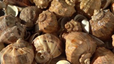 Kumsalda deniz kabukları. Yaz dönemi. Rapan deniz kabuğu kabuğu üst görünümü. Bej açık renk. Estetik minimalizm. Doğa güzelliği. Çok renkli deniz kabuklarının karışımı. Okyanus kıyısında. Deniz kabuğu güneş ışığı