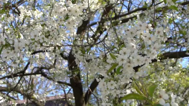 Biała Wiśnia Kołysze Się Wietrze Wiosna Kwitnący Ogród Drzewa Owocowego — Wideo stockowe